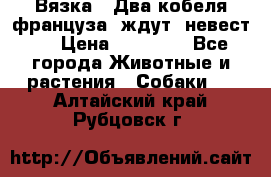  Вязка ! Два кобеля француза ,ждут  невест.. › Цена ­ 11 000 - Все города Животные и растения » Собаки   . Алтайский край,Рубцовск г.